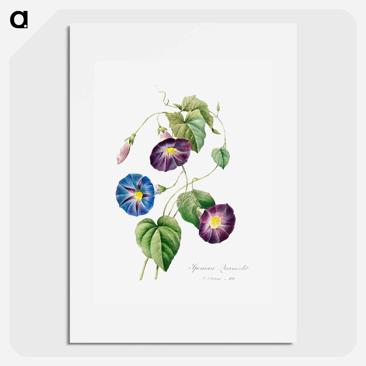 Morning glory - Pierre Joseph Redouté Poster.