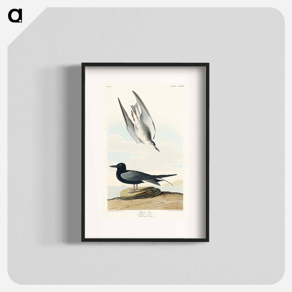 アートポスター-Black Tern
- ジョン ジェームス オーデュボン Poster.