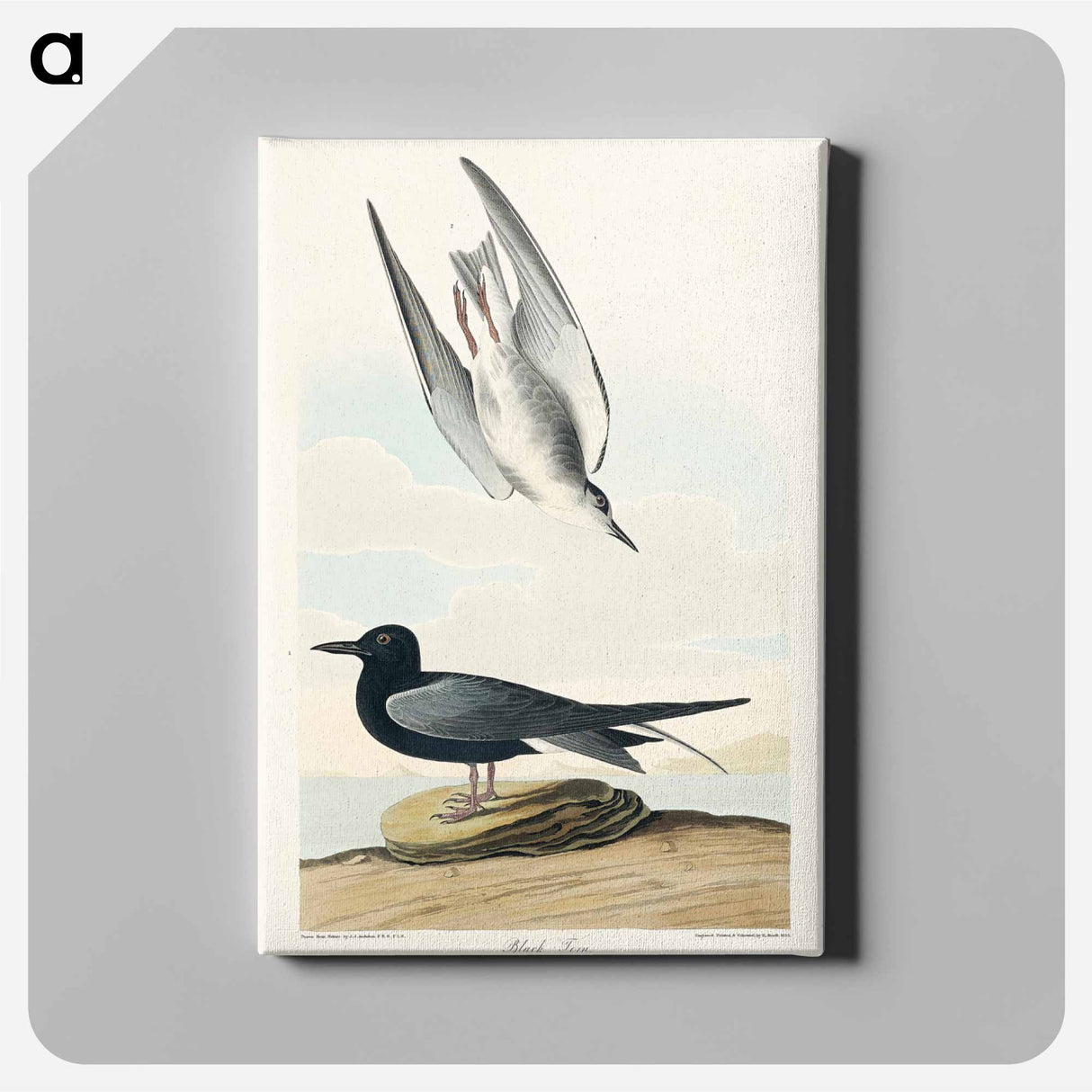 アートパネル-Black Tern
- ジョン ジェームス オーデュボン Canvas.