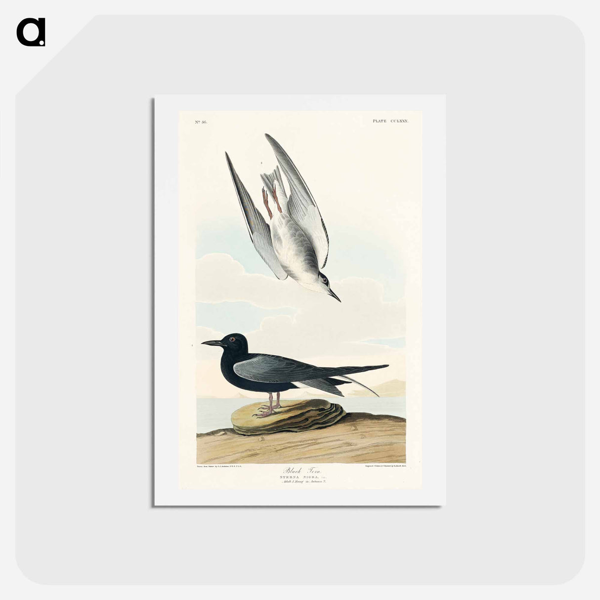アートポストカード-Black Tern
- ジョン ジェームス オーデュボン Postcard.