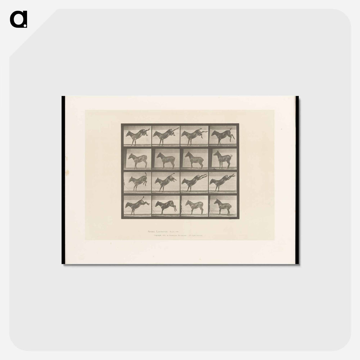 アートポストカード-Mule Kicking
- エドワード マイブリッジ Postcard.