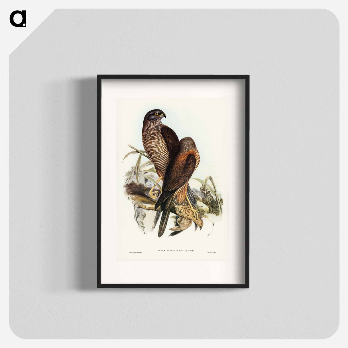 アートポスター-Australian Goshawk
- ジョン グールド Poster.