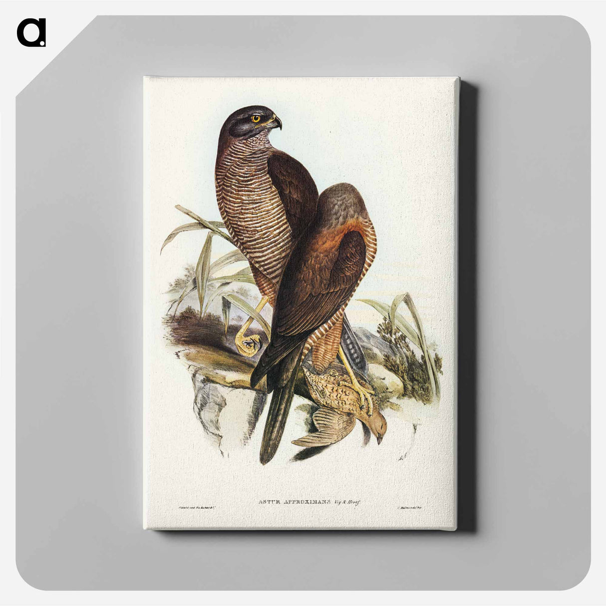 アートパネル-Australian Goshawk
- ジョン グールド Canvas.