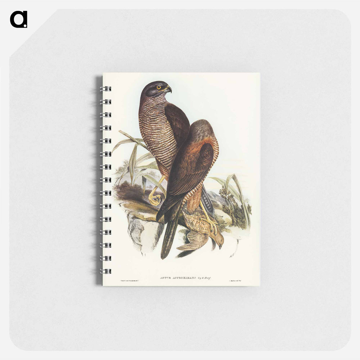 アートメモ帳-Australian Goshawk
- ジョン グールド Memo.