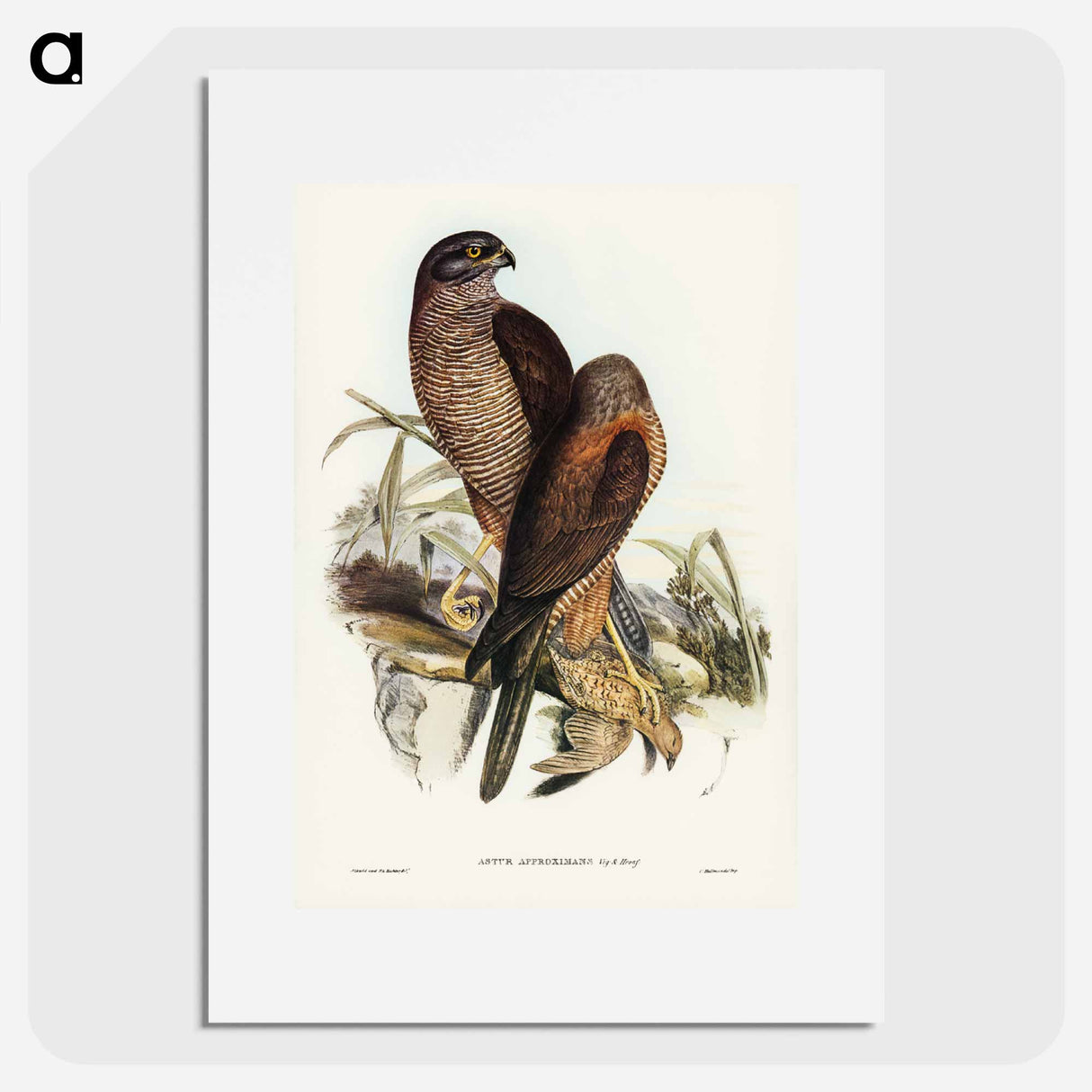 アートポスター-Australian Goshawk
- ジョン グールド Poster.