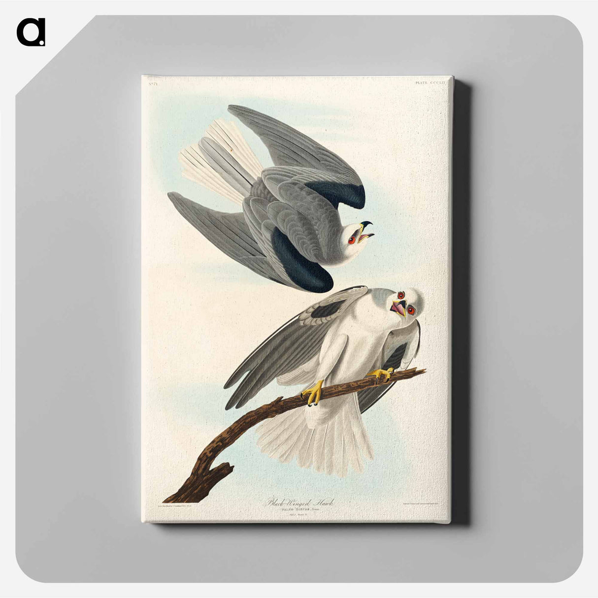 アートパネル-Black-Winged Hawk
- ジョン ジェームス オーデュボン Canvas.