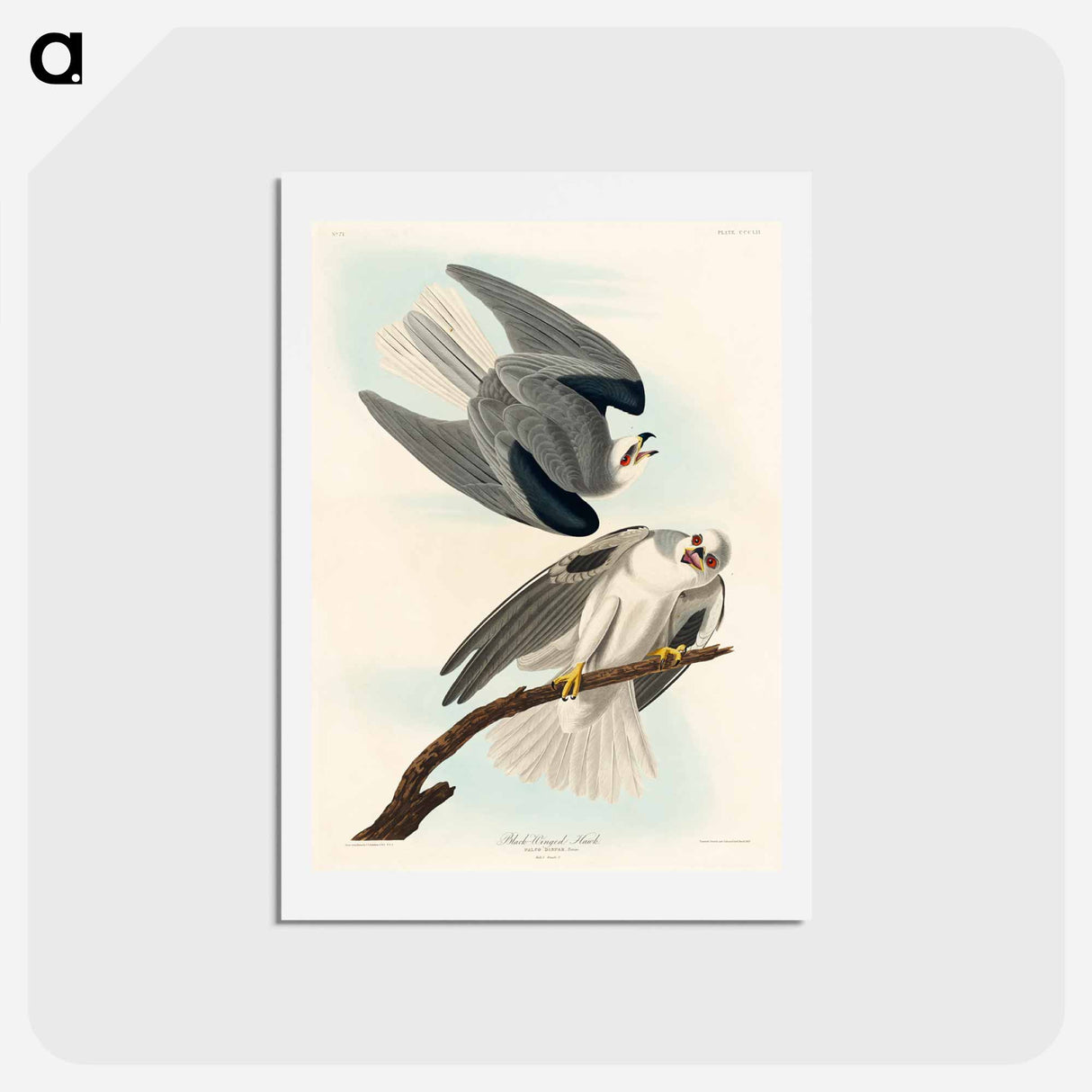 アートポストカード-Black-Winged Hawk
- ジョン ジェームス オーデュボン Postcard.