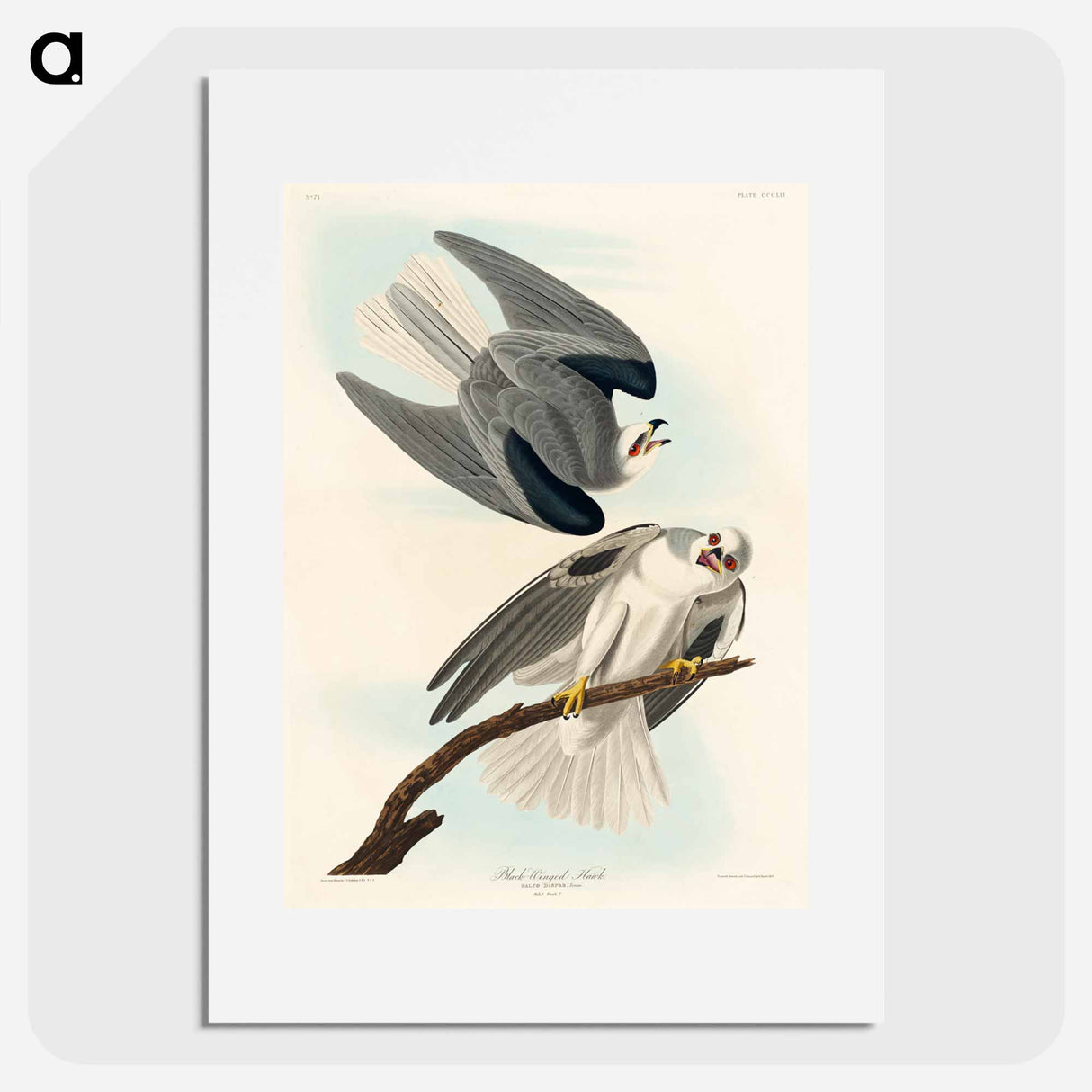 アートポスター-Black-Winged Hawk
- ジョン ジェームス オーデュボン Poster.