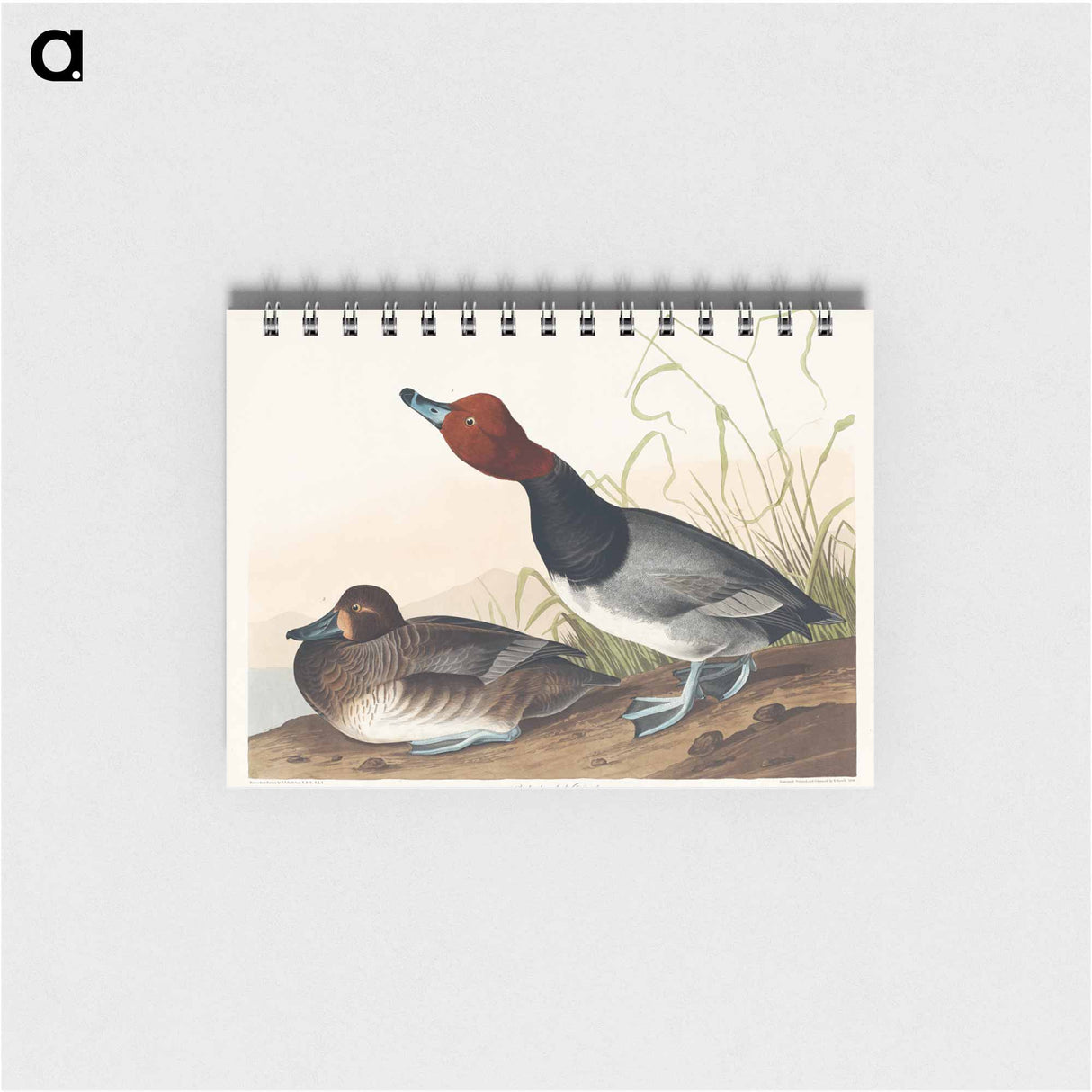 アートメモ帳-Red-headed Duck from Birds of America
- アメリカの鳥たち Memo.