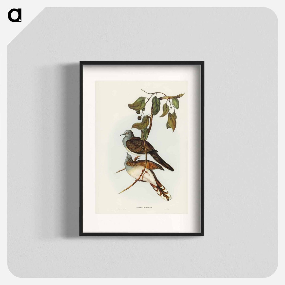 アートポスター-Barred-shouldered Ground Dove
- ジョン グールド Poster.