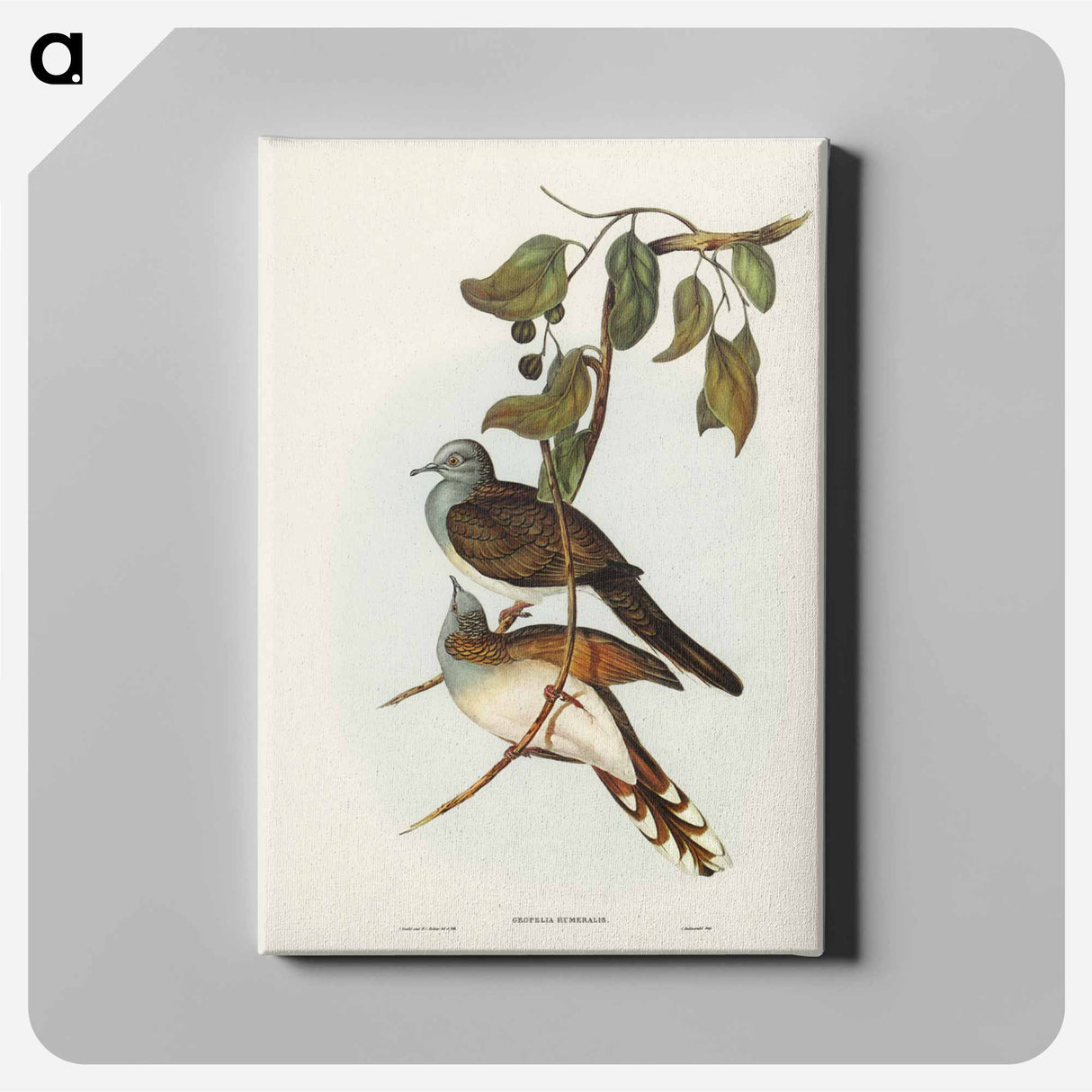 アートパネル-Barred-shouldered Ground Dove
- ジョン グールド Canvas.