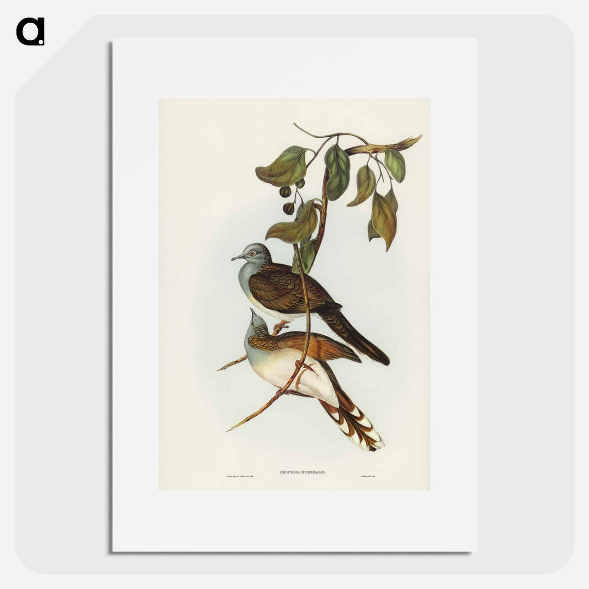 アートポスター-Barred-shouldered Ground Dove
- ジョン グールド Poster.