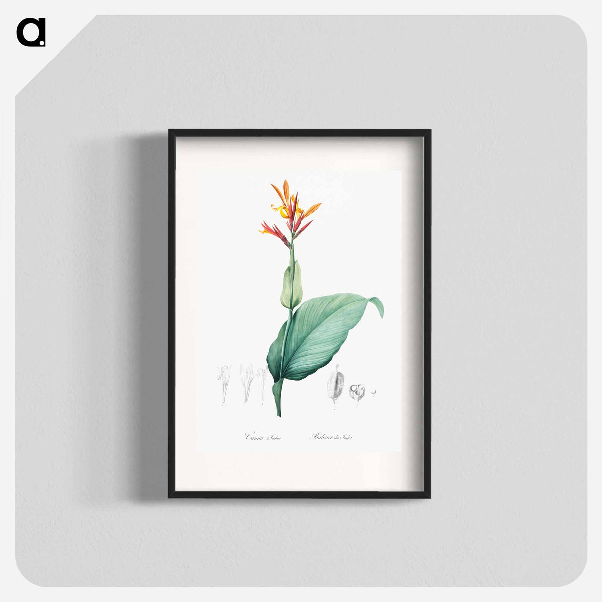 Indian shot illustration - Pierre Joseph Redouté Poster.