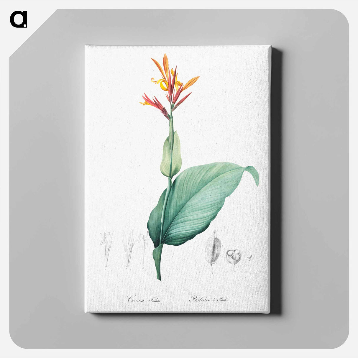 Indian shot illustration - Pierre Joseph Redouté Canvas.