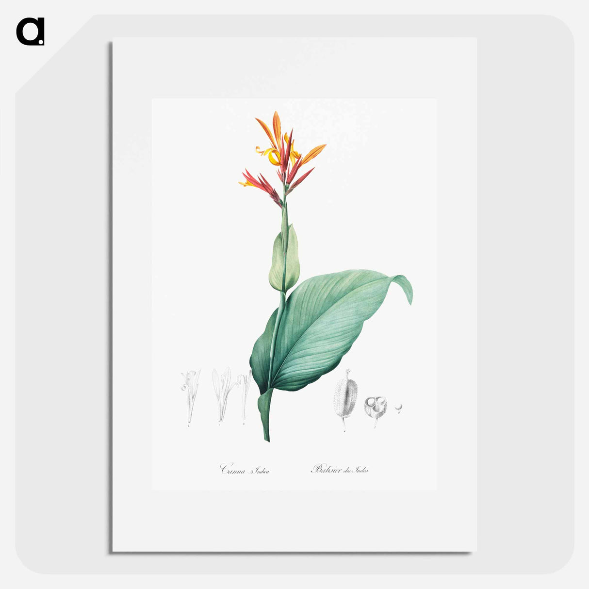 Indian shot illustration - Pierre Joseph Redouté Poster.