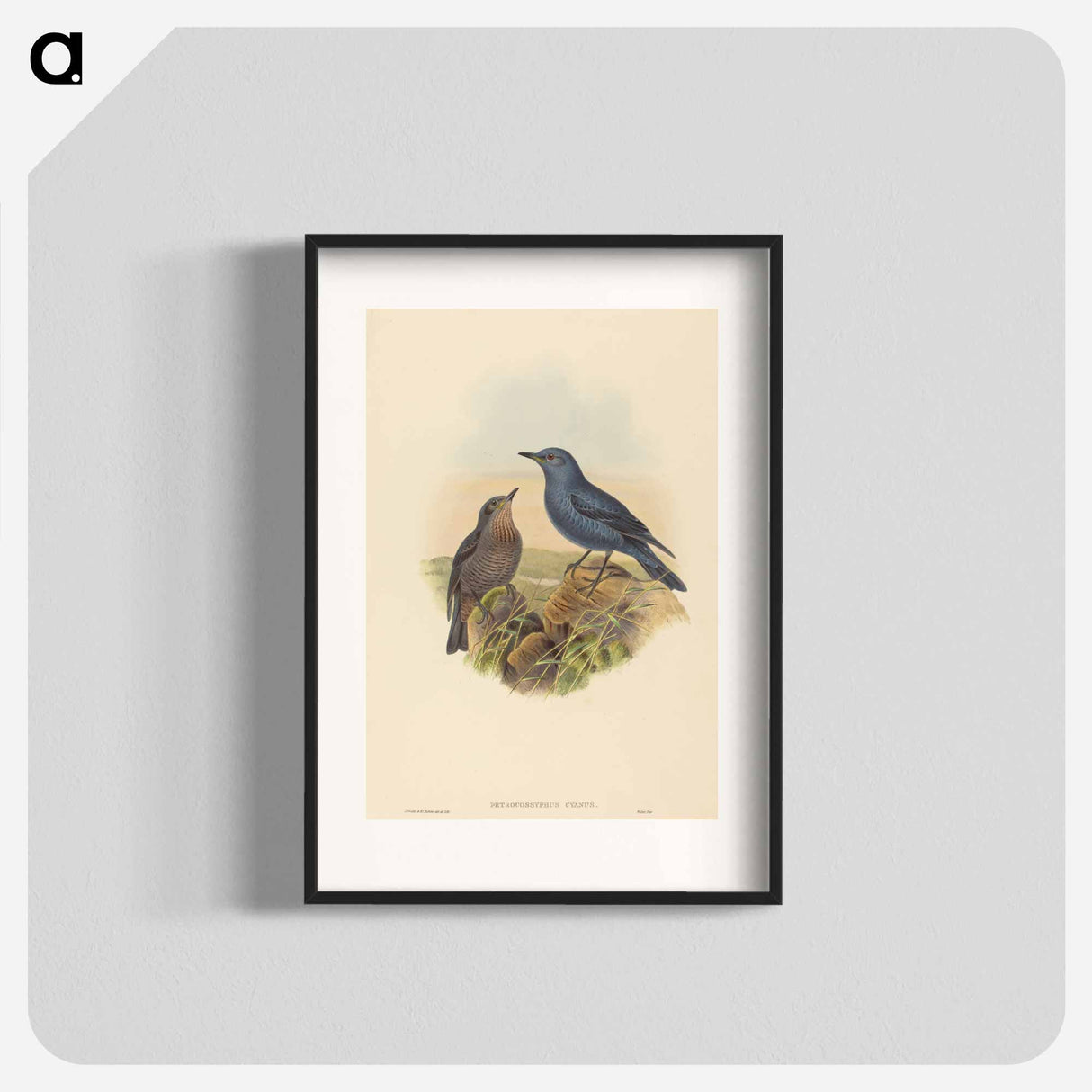アートポスター-Blue Rockthrush
- ジョン グールド Poster.
