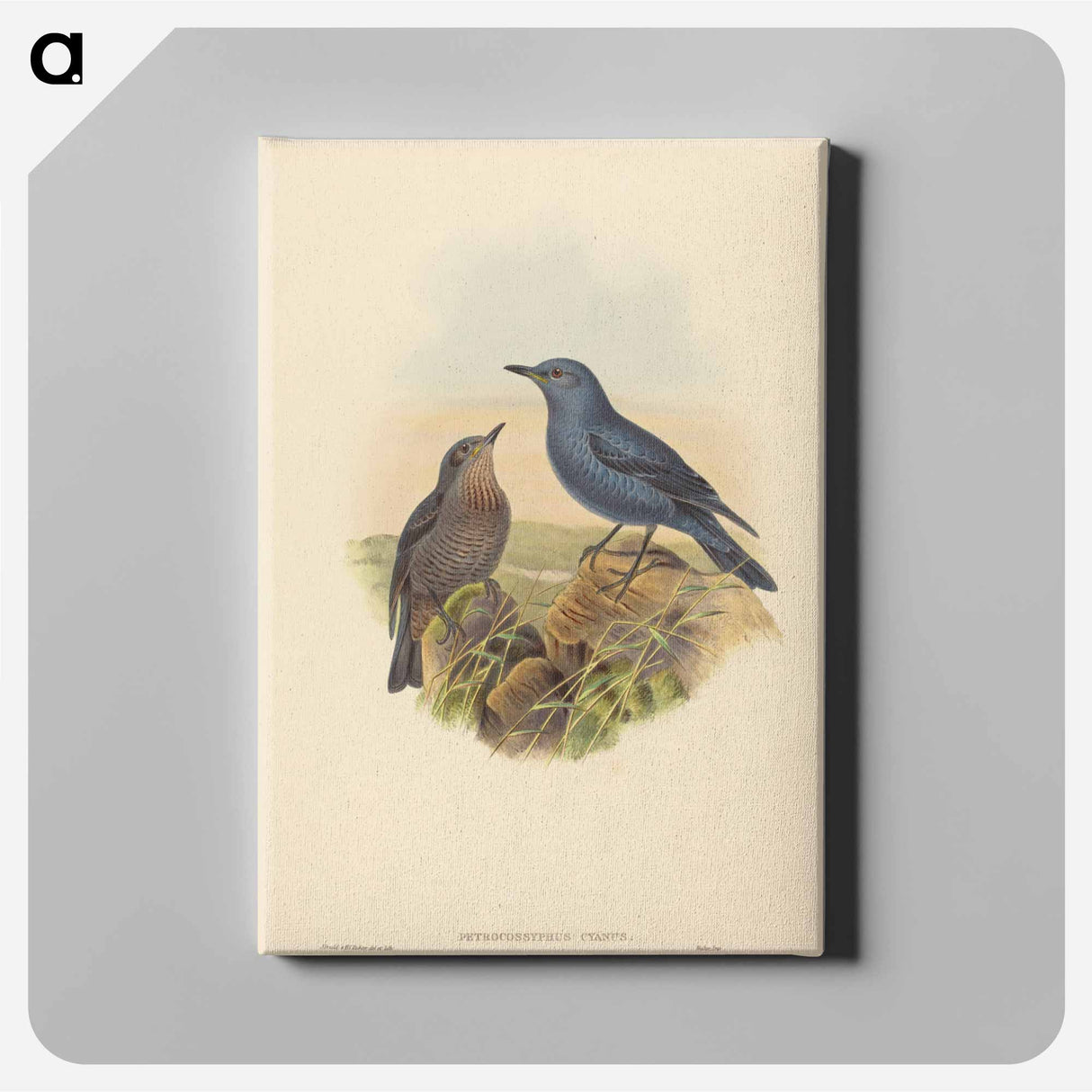 アートパネル-Blue Rockthrush
- ジョン グールド Canvas.