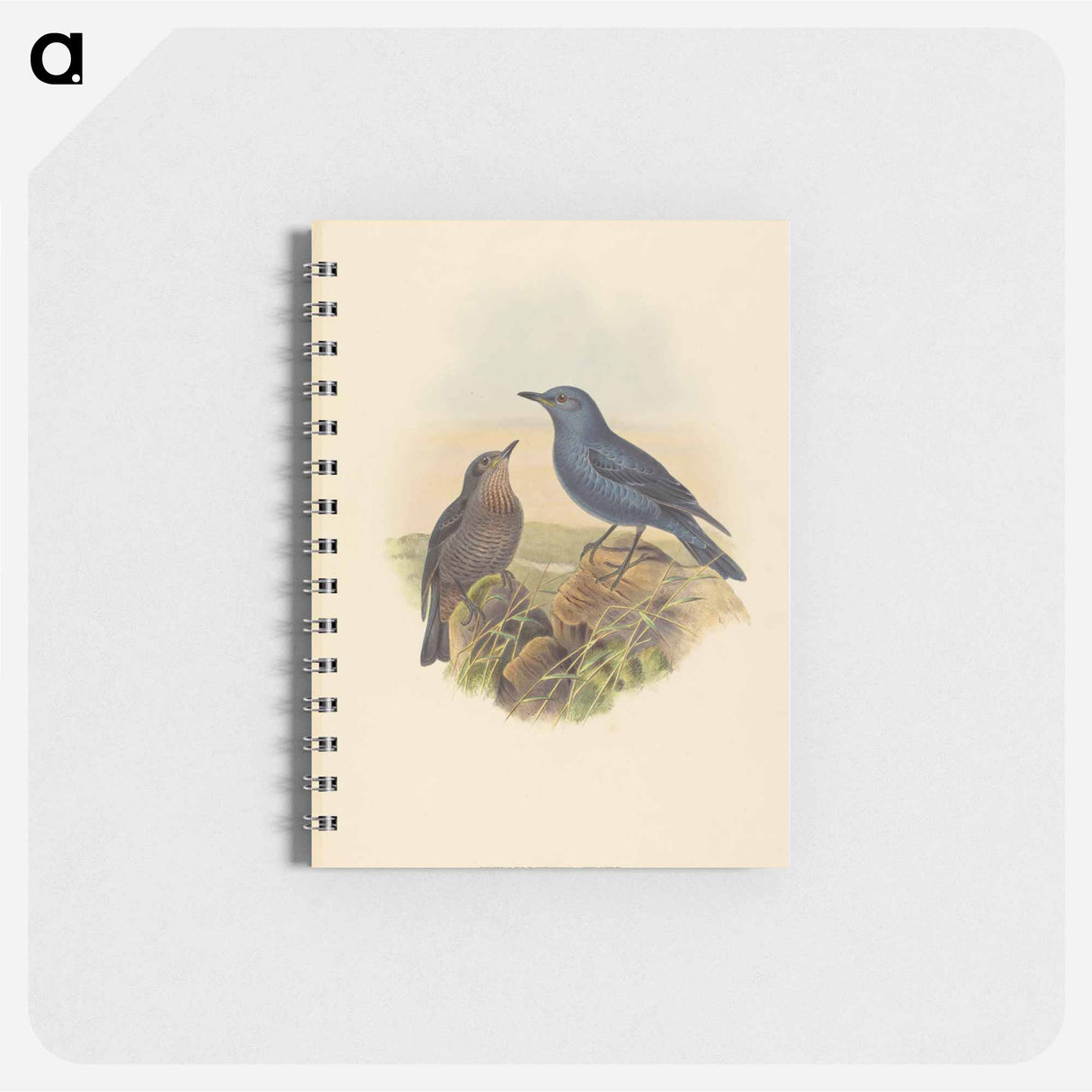 アートメモ帳-Blue Rockthrush
- ジョン グールド Memo.