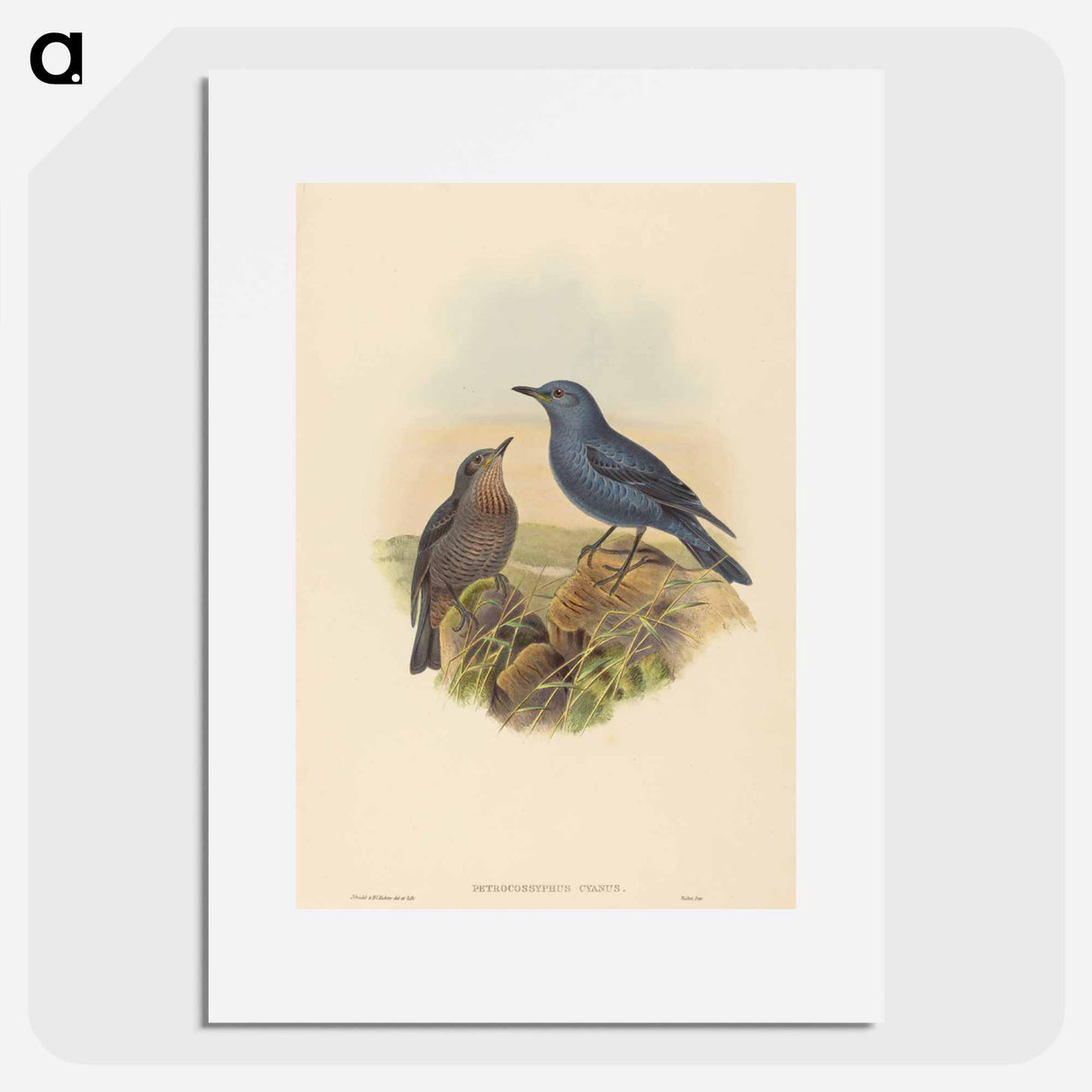 アートポスター-Blue Rockthrush
- ジョン グールド Poster.