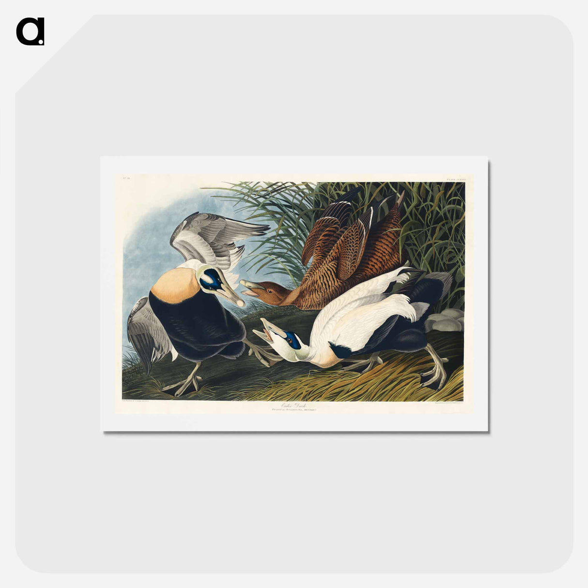 アートポストカード-Eider Duck
- ジョン ジェームス オーデュボン Postcard.