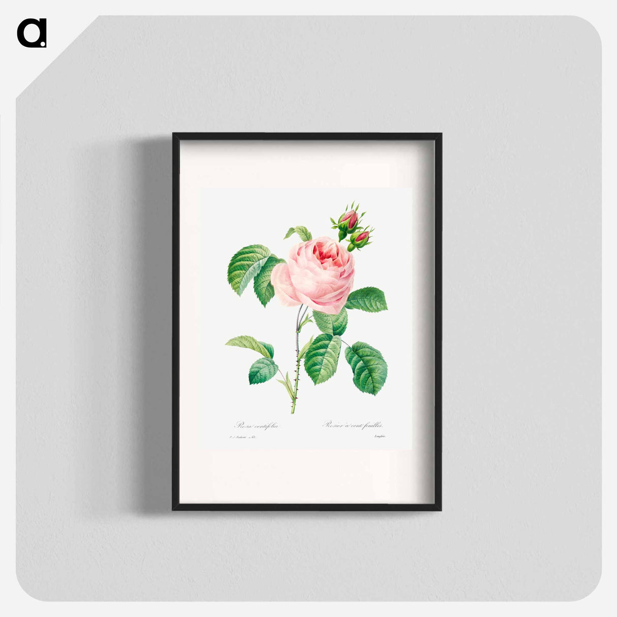 アートポスター-Antique plant - ピエール ジョゼフ ルドゥーテ Poster.