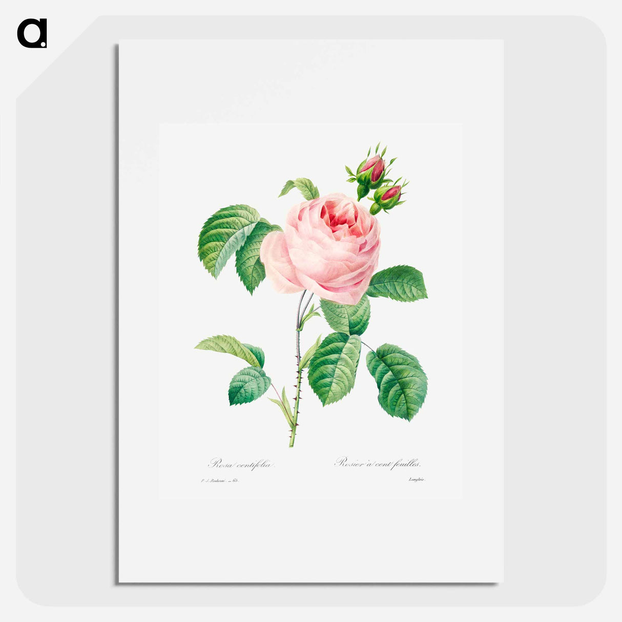 アートポスター-Antique plant - ピエール ジョゼフ ルドゥーテ Poster.