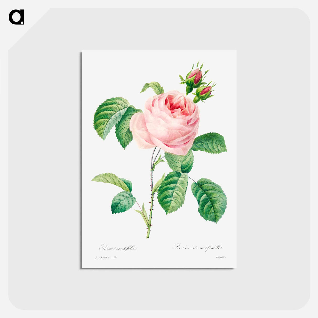 アートポストカード-Antique plant - ピエール ジョゼフ ルドゥーテ Postcard.