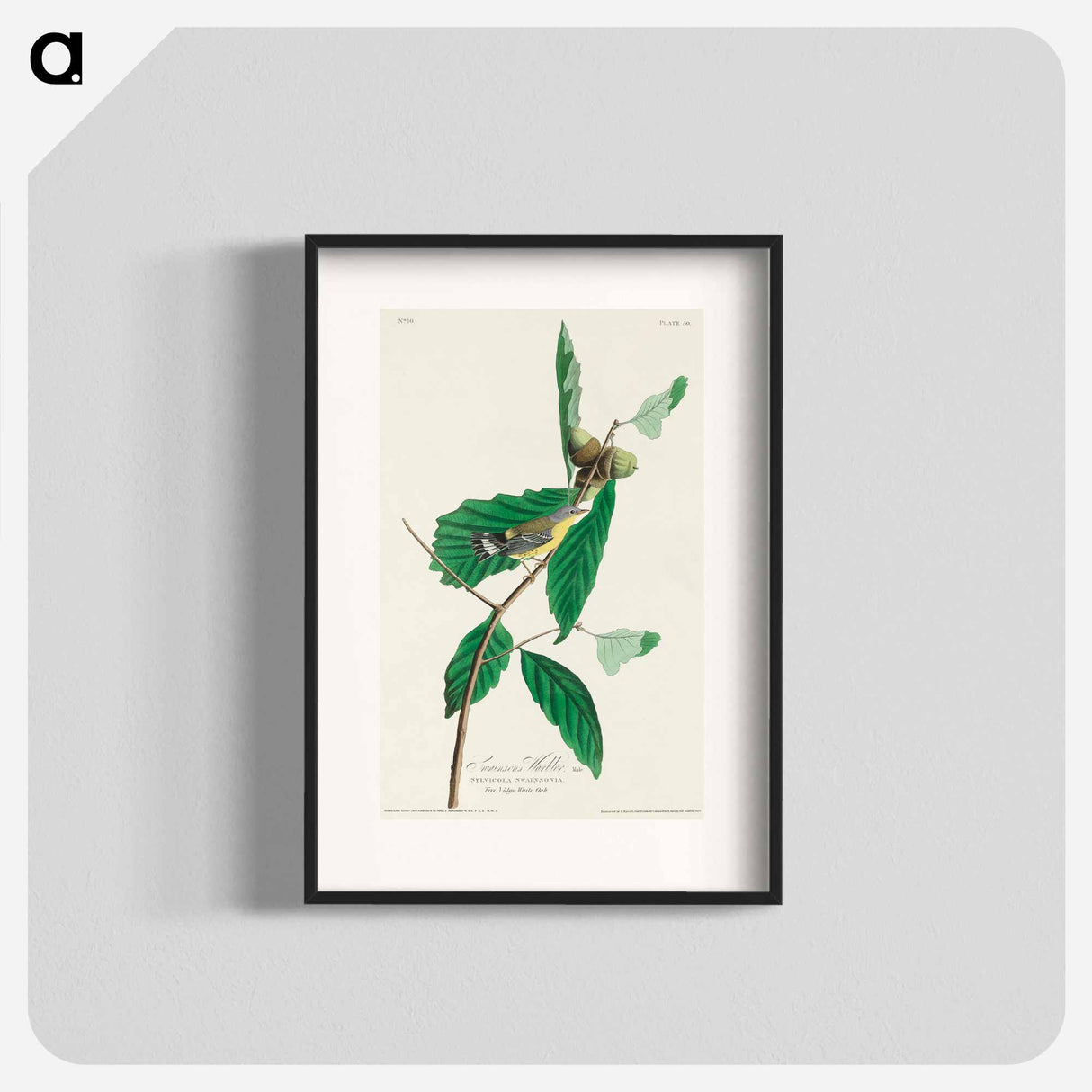 アートポスター-Black & Yellow Warbler from Birds of America
- アメリカの鳥たち Poster.