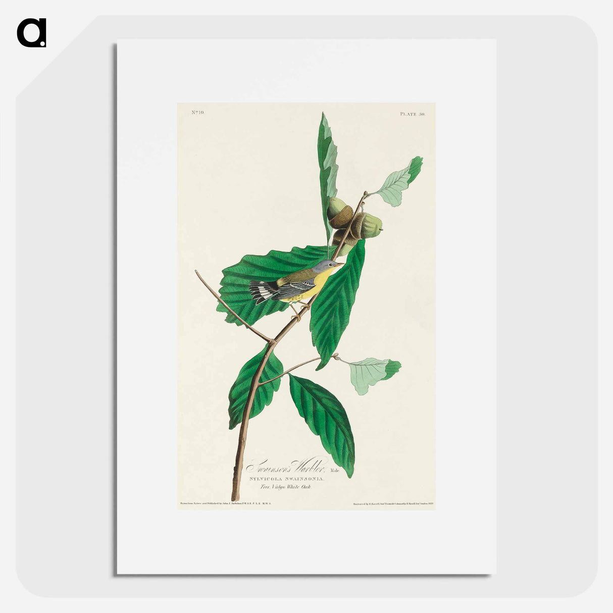 アートポスター-Black & Yellow Warbler from Birds of America
- アメリカの鳥たち Poster.