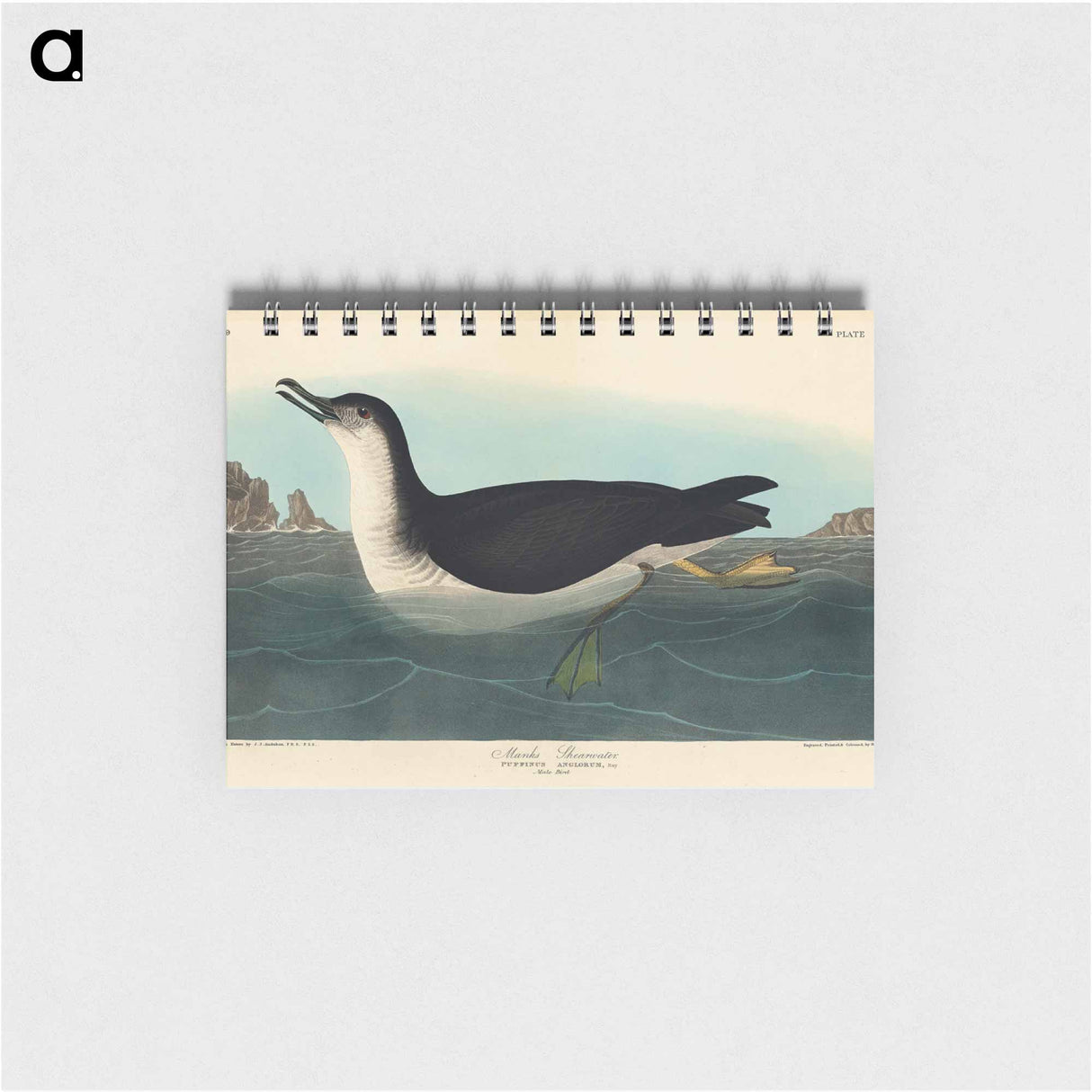 アートメモ帳-Manks Shearwater from Birds of America
- アメリカの鳥たち Memo.