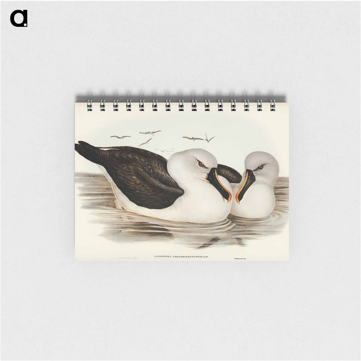 アートメモ帳-Yellow-billed Albatross
- オーストラリアの鳥 Memo.