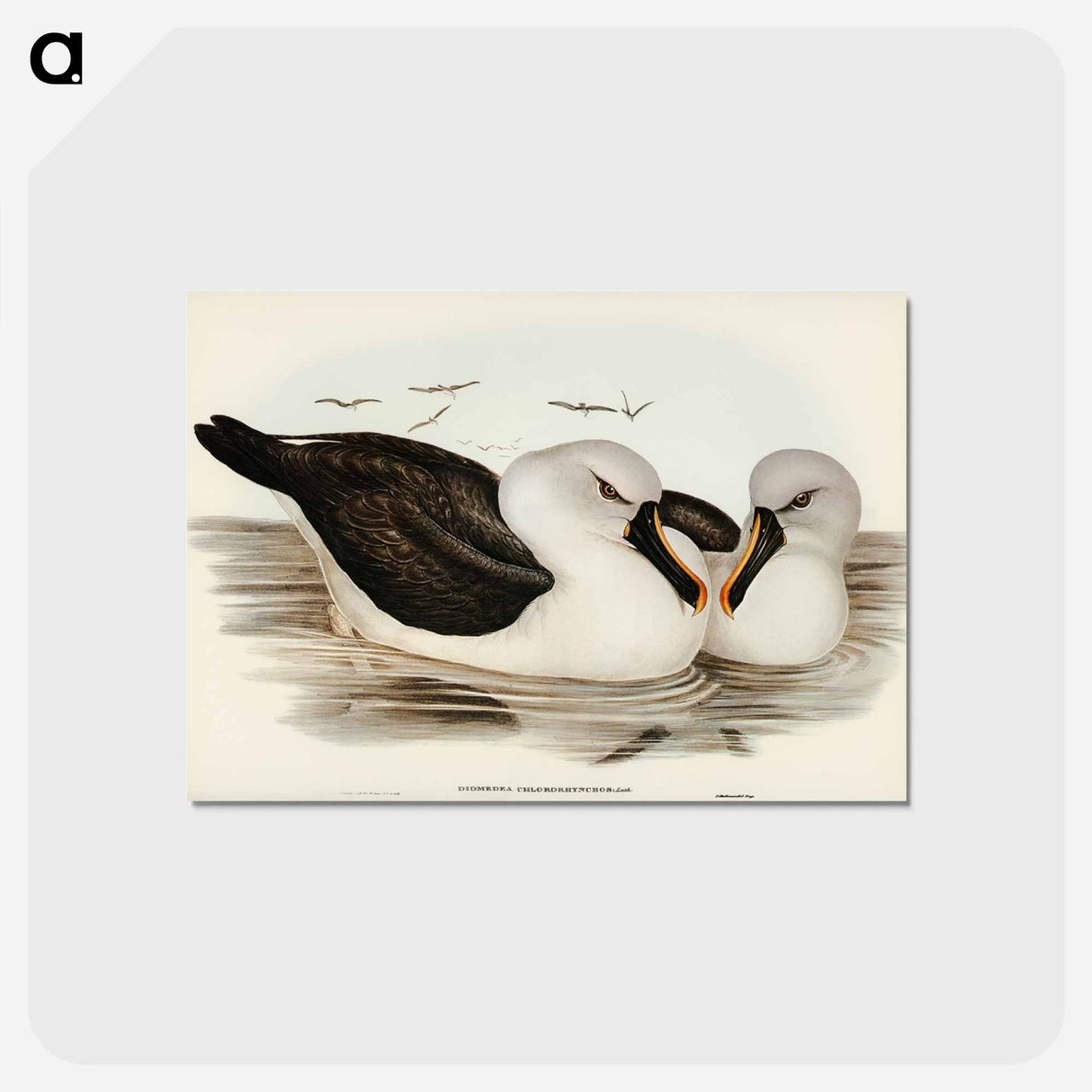 アートポストカード-Yellow-billed Albatross
- オーストラリアの鳥 Postcard.