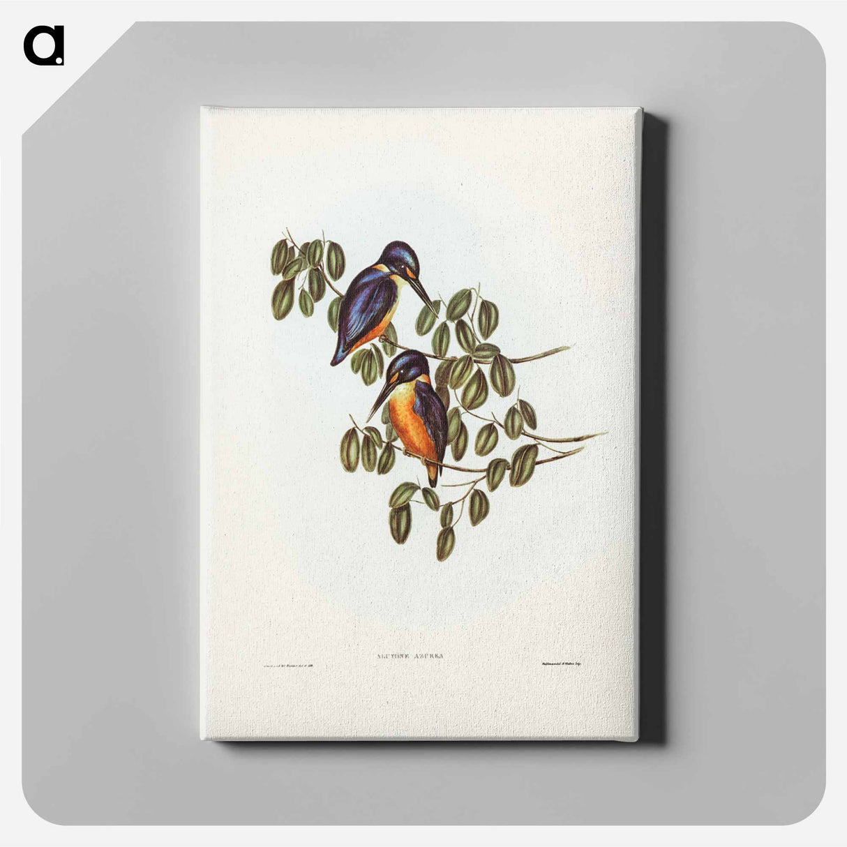 アートパネル-Azure Kingfisher
- ジョン グールド Canvas.