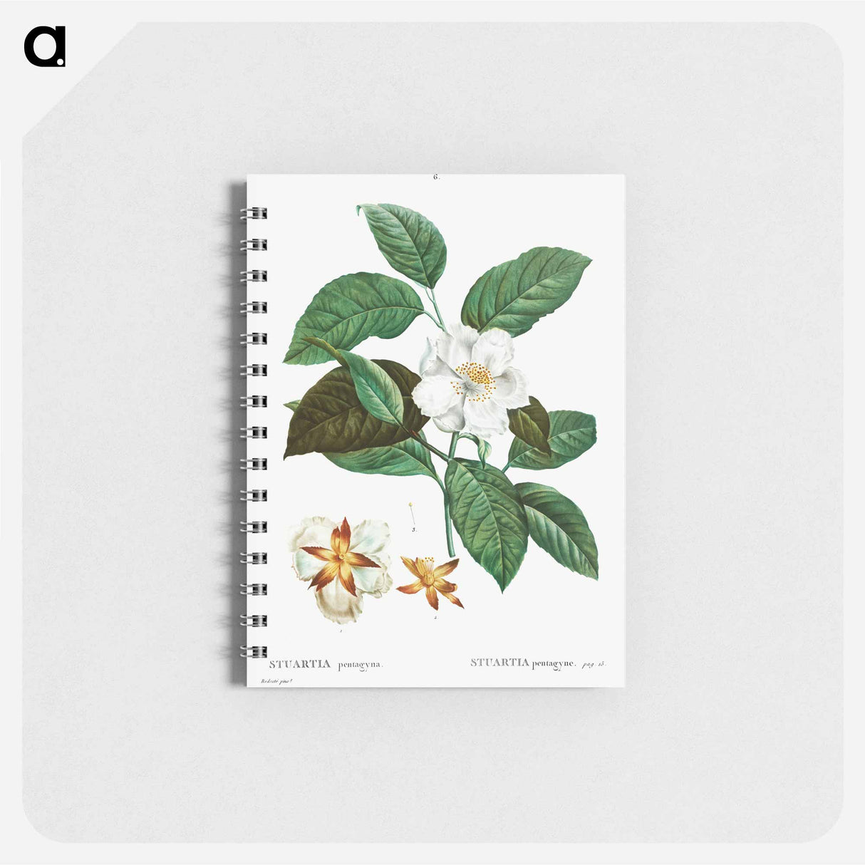 Stewartia pentagyna - ピエール ジョゼフ ルドゥーテ Memo.