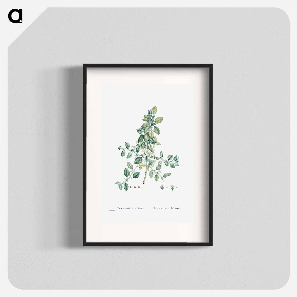 Tetragonia Echinata - Pierre Joseph Redouté Poster.