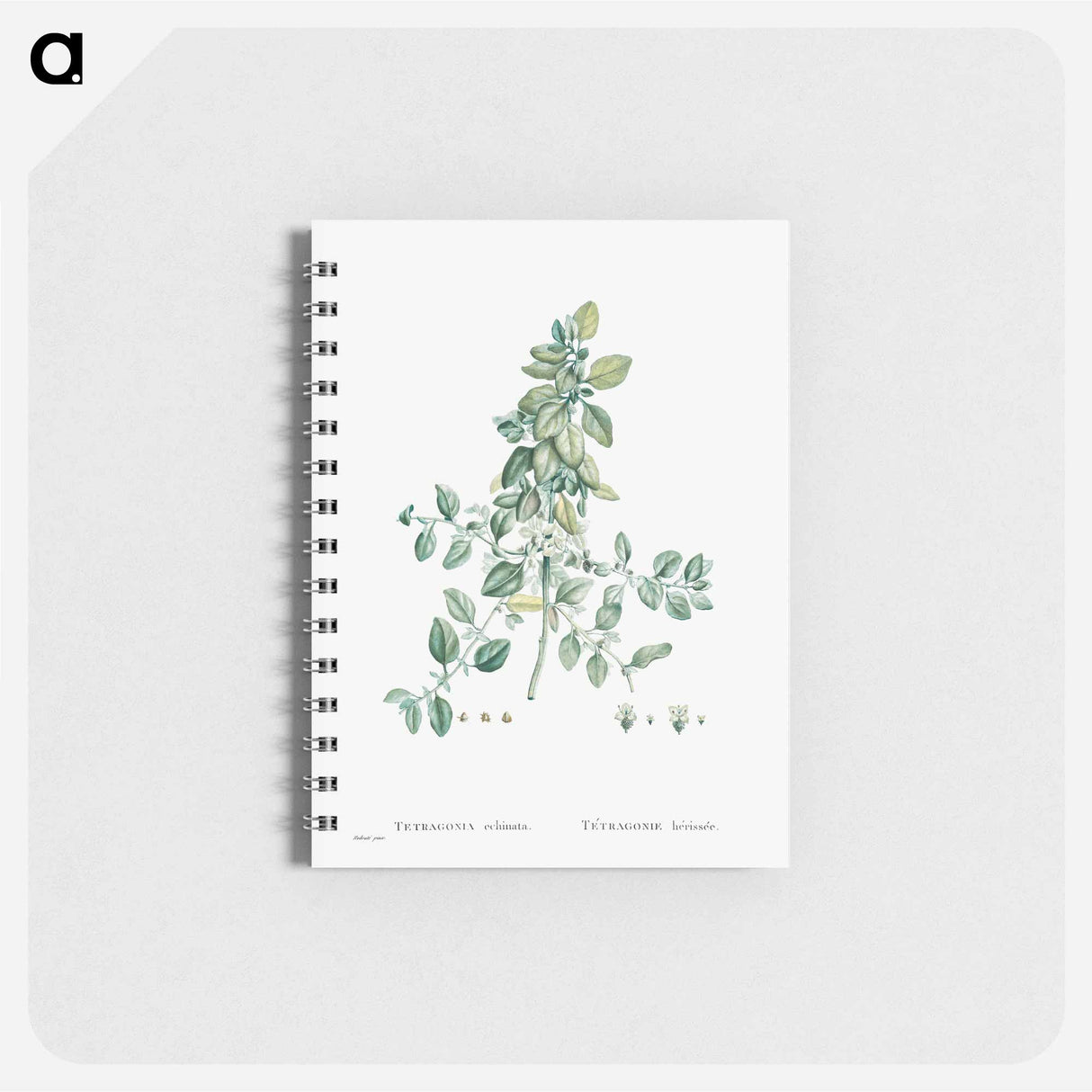 Tetragonia Echinata - ピエール ジョゼフ ルドゥーテ Memo.