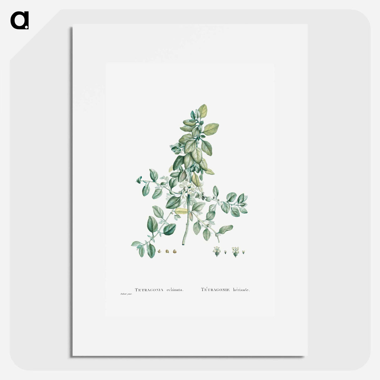 Tetragonia Echinata - Pierre Joseph Redouté Poster.