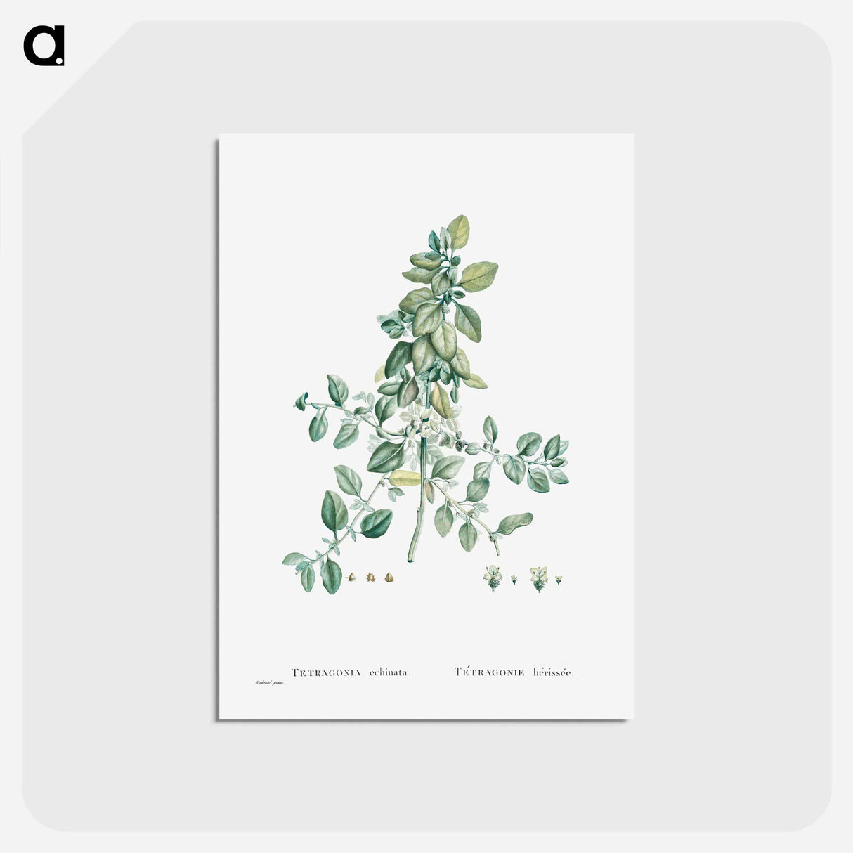 アートポストカード-Tetragonia Echinata - ピエール ジョゼフ ルドゥーテ Postcard.