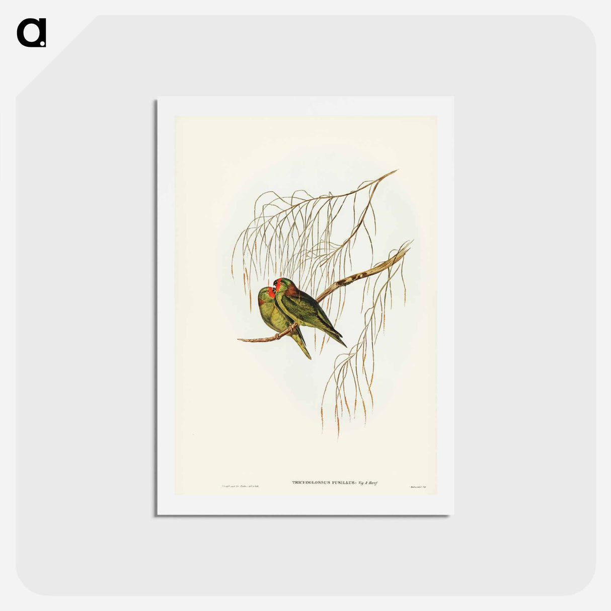 アートポストカード-Little Lorikeet
- ジョン グールド Postcard.