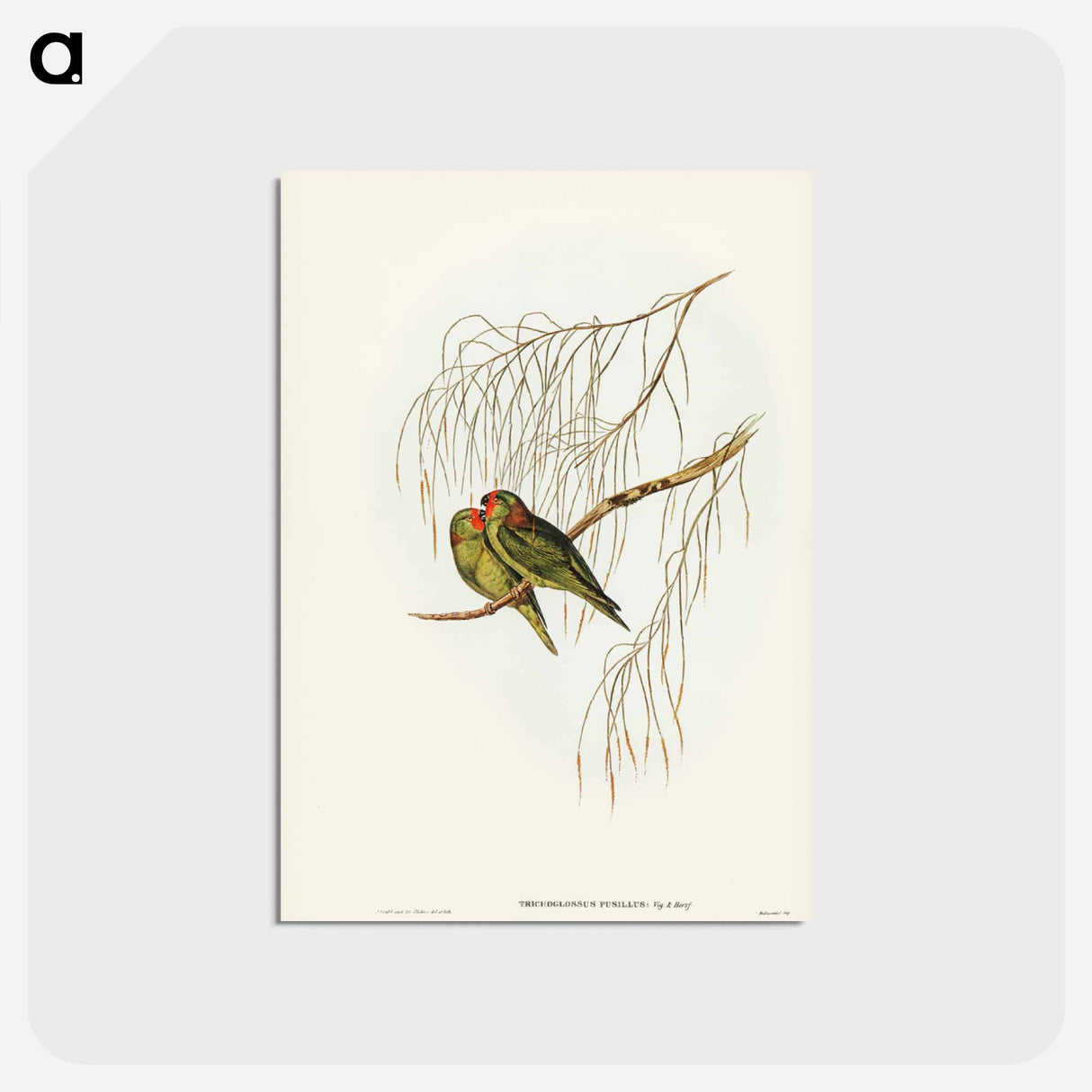 アートポストカード-Little Lorikeet
- ジョン グールド Postcard.