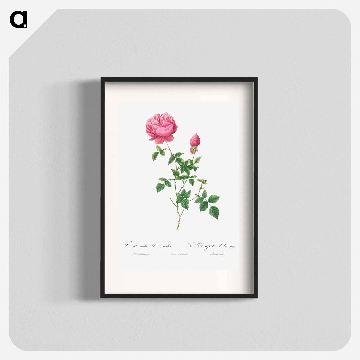 Autumn China Rose - Pierre Joseph Redouté Poster.