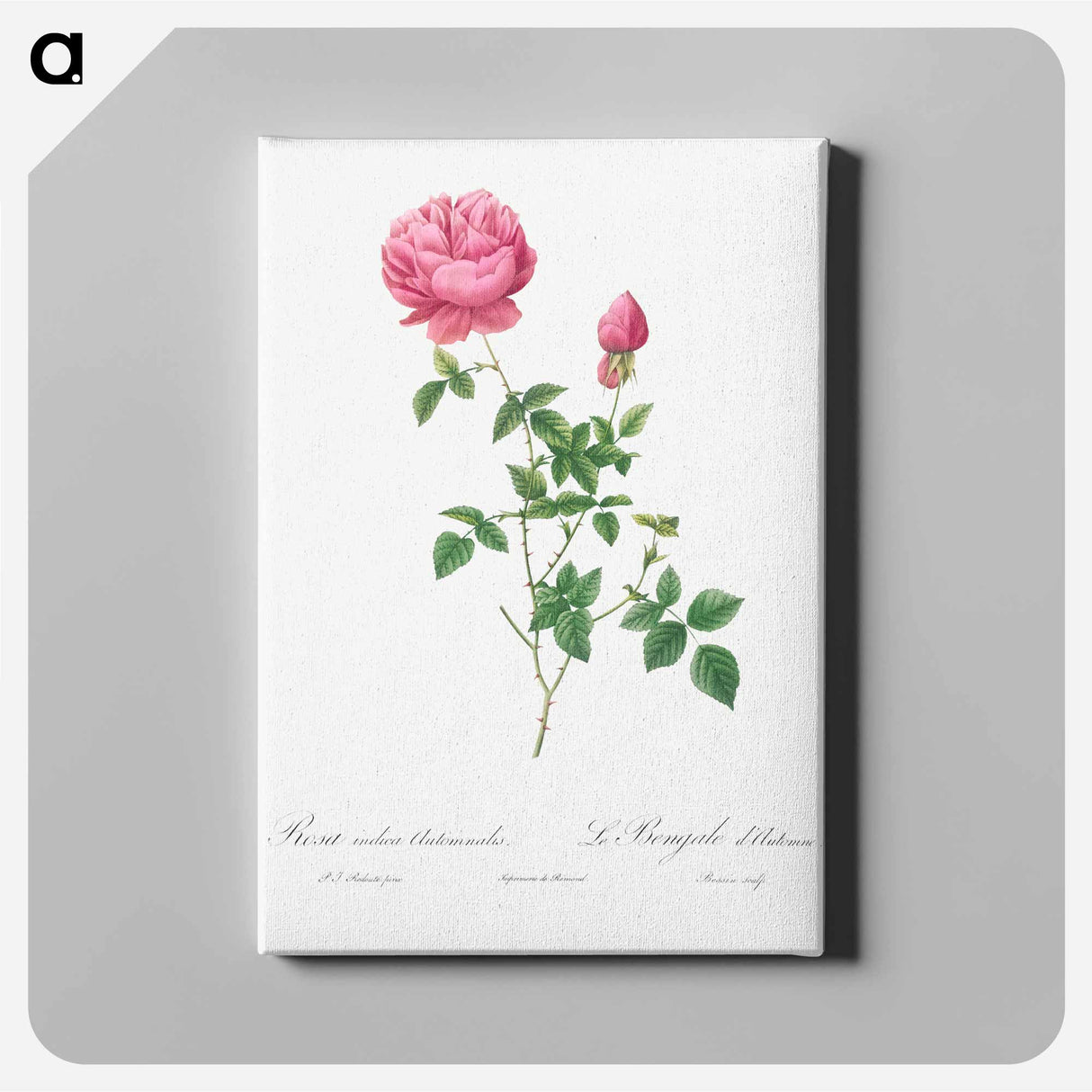 Autumn China Rose - Pierre Joseph Redouté Canvas.