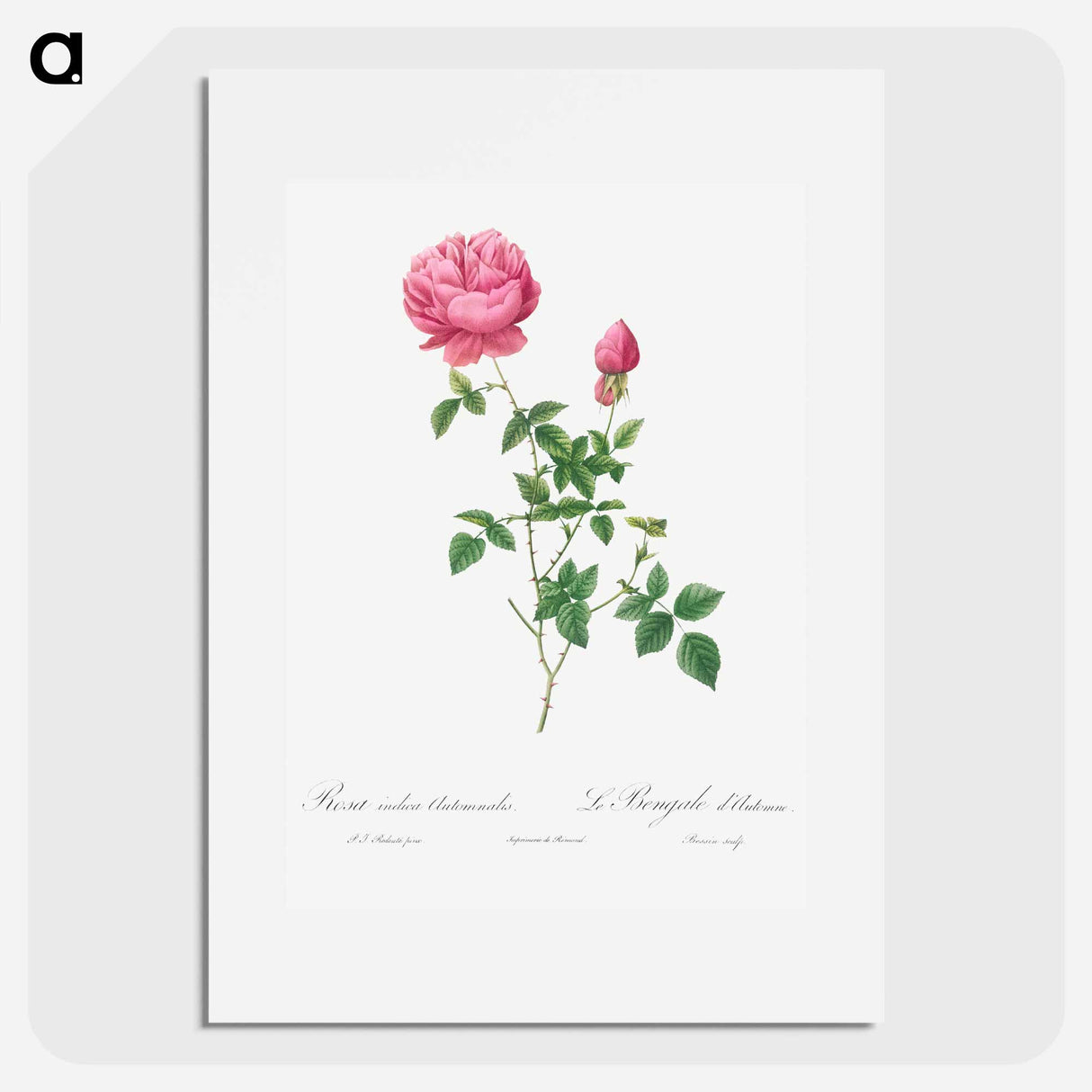 Autumn China Rose - Pierre Joseph Redouté Poster.