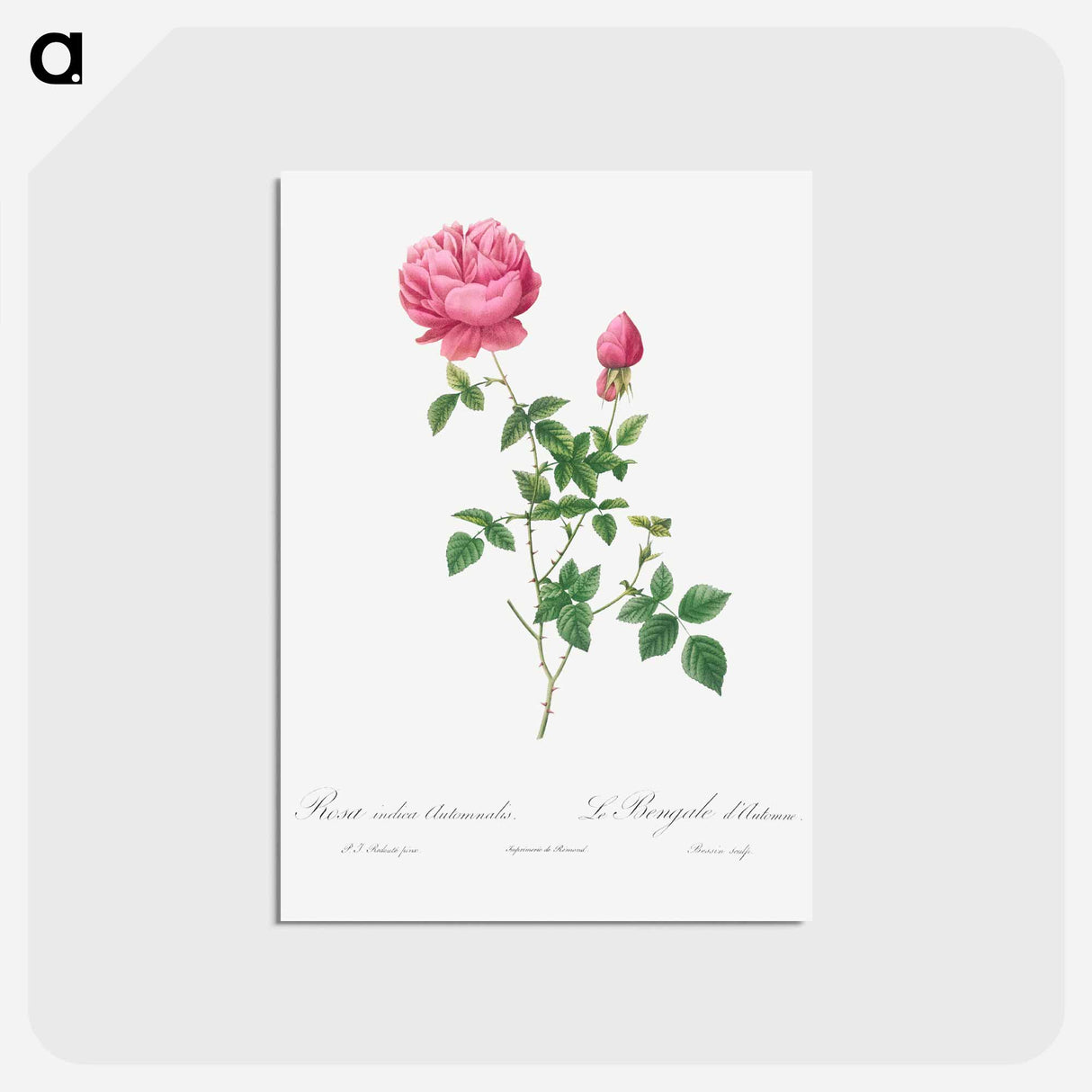 アートポストカード-Autumn China Rose - ピエール ジョゼフ ルドゥーテ Postcard.