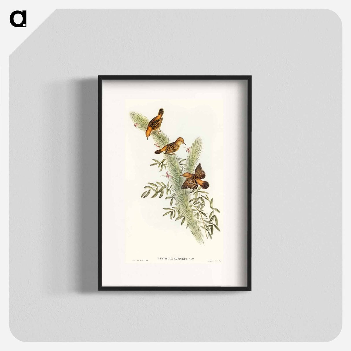 アートポスター-Rufous-headed Warbler
- オーストラリアの鳥 Poster.