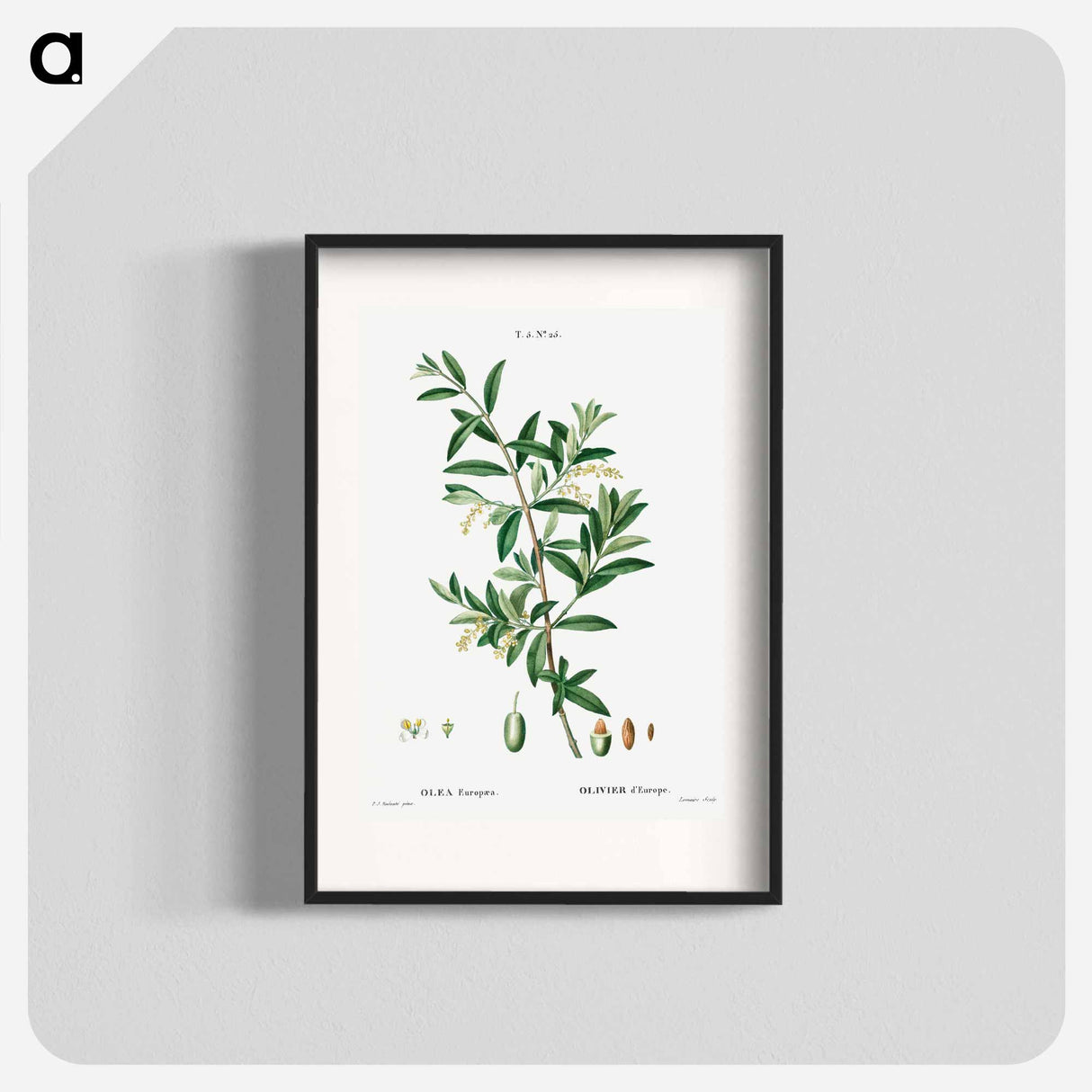 Green olive, Olea europaea - Pierre Joseph Redouté Poster.