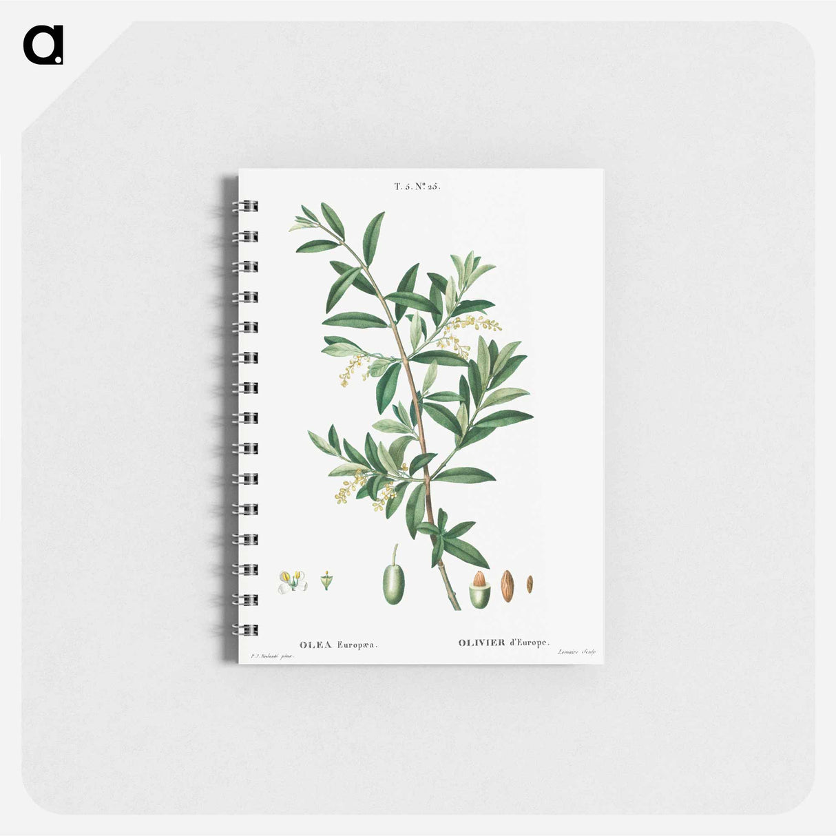 Green olive, Olea europaea - ピエール ジョゼフ ルドゥーテ Memo.