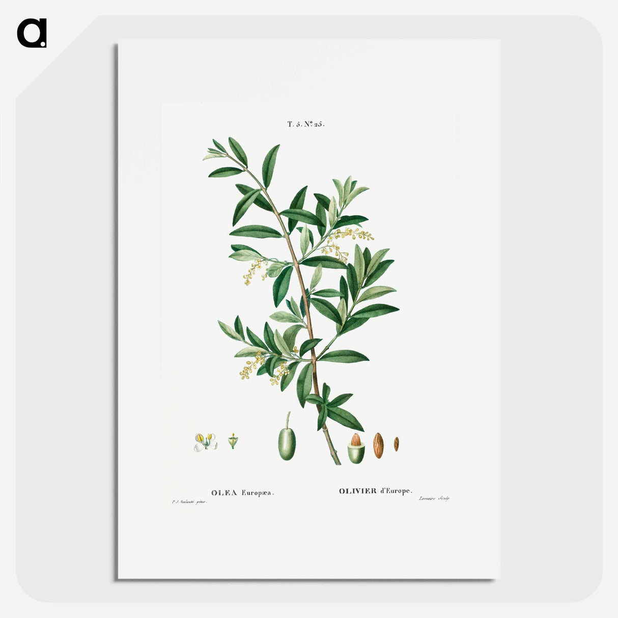 Green olive, Olea europaea - Pierre Joseph Redouté Poster.