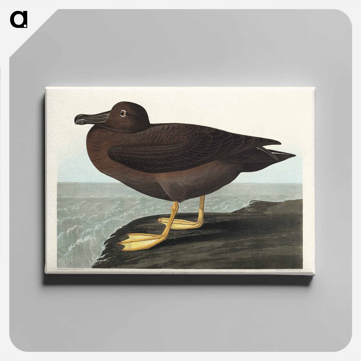 アートパネル-Dusky Albatros from Birds of America
- アメリカの鳥たち Canvas.