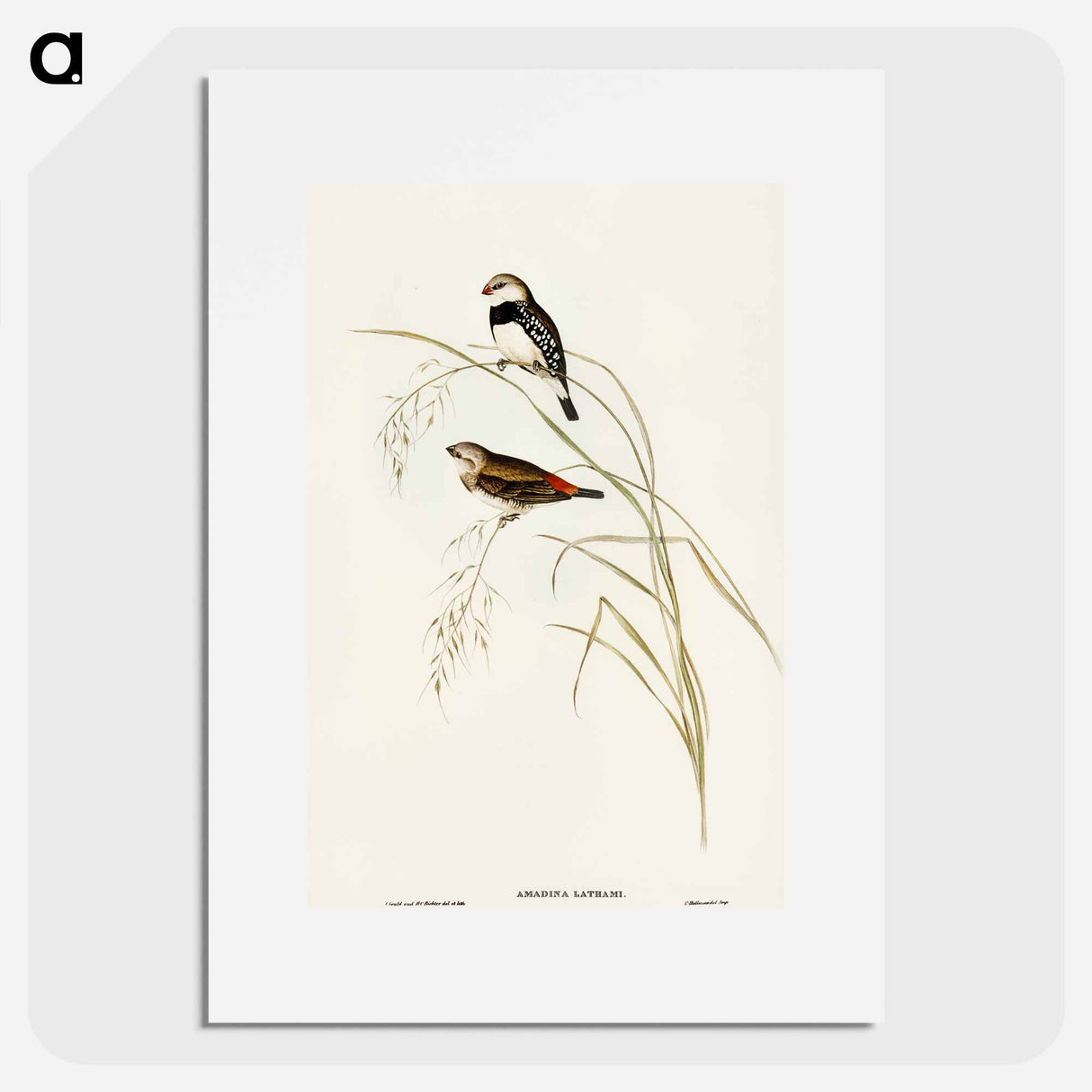 アートポスター-Spotted-sided Finch
- オーストラリアの鳥 Poster.
